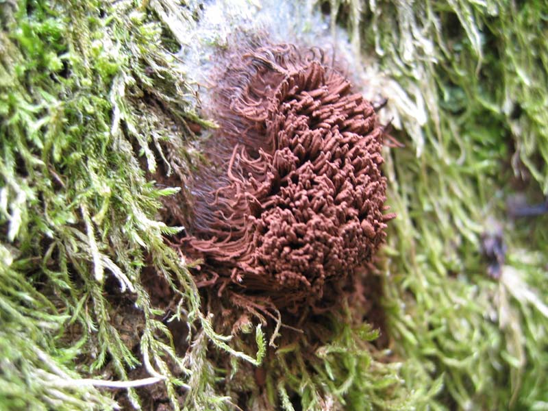 Stemonitis axifera